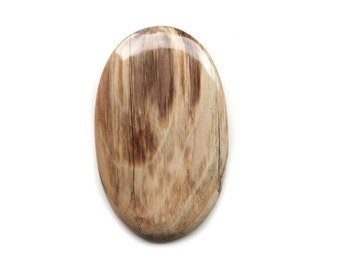 53 x 33 x 5 mm Russian Petrified Palm Wood Cabochon