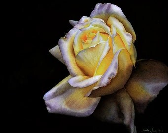 Rose Elfe - Rose Painting in watercolor of a warm yellow Rose 16"x20" by Doris Joa