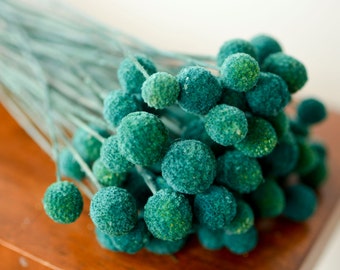 25% OFF Bunch of Turquoise Craspedia, Billy Balls, 30-40 stems, Billy Buttons, Yellow Dried decor, modern wedding, wedding decor