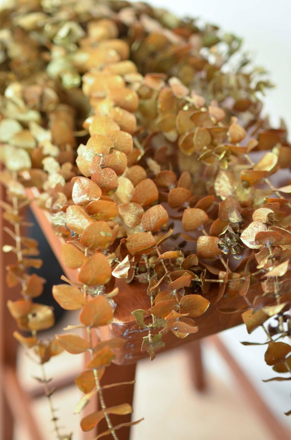 Bunch of Gold Eucalyptus gold eucalyptus gold flowers gold