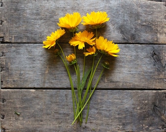 Lanceleaf Coreopsis, organic heirloom flower seeds, from our farmstead, eco friendly gardener gift, organic gardening, cottage garden