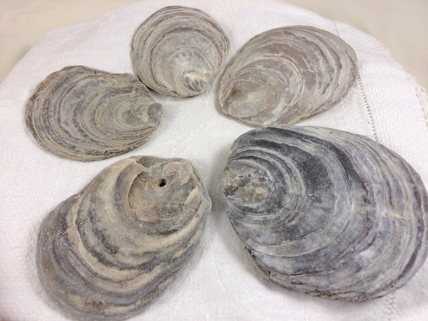 5 ancient fossil oyster shells no.4