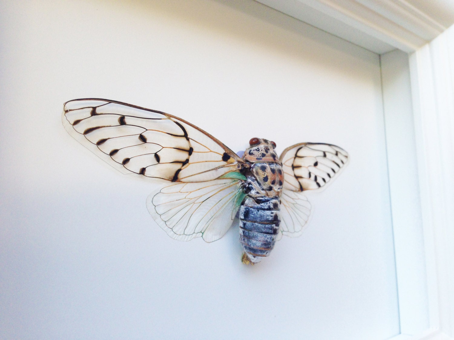 Real Framed Insect Taxidermy Insects Office Decoration