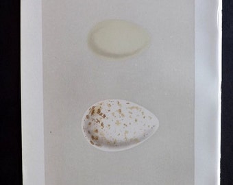 Unique spoonbill related items | Etsy