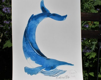 Blue Whale Balaenoptera musculus