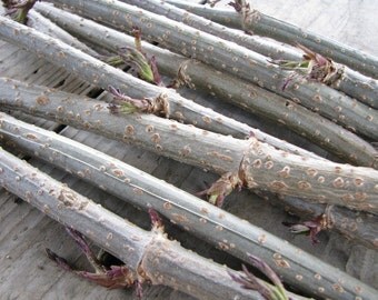 Elder wood sticks, Craft Supply, Magical Tool, Wicca, Pagan, Natural, set of 7