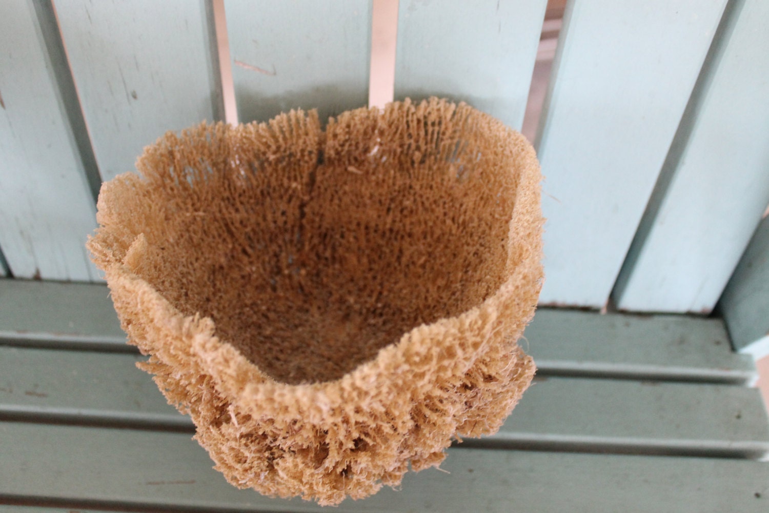 Natural Dried Sponge Ocean Sea Sponge Display by BinksBizzar