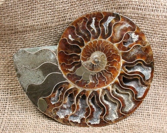 Ammonite Fossil Half - 5.9 inches - Item 73566