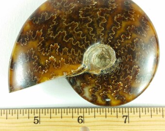 Crystallized Cleoniceras Ammonite Fossil, Madagascar - 3.3" x 0.8" (84mm x 20mm)