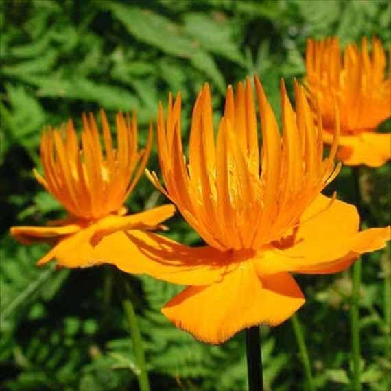 Trollius Golden QueenGlobe Flower Perennial Seeds