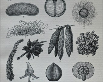 Fish eggs print. Old book plate, 1904. Antique illustration. 112 years lithograph. 9'6 x 6'2 inches.