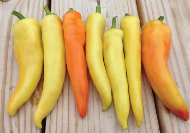 organic-hot-banana-pepper-seeds-20-by-ontariocollective-on-etsy