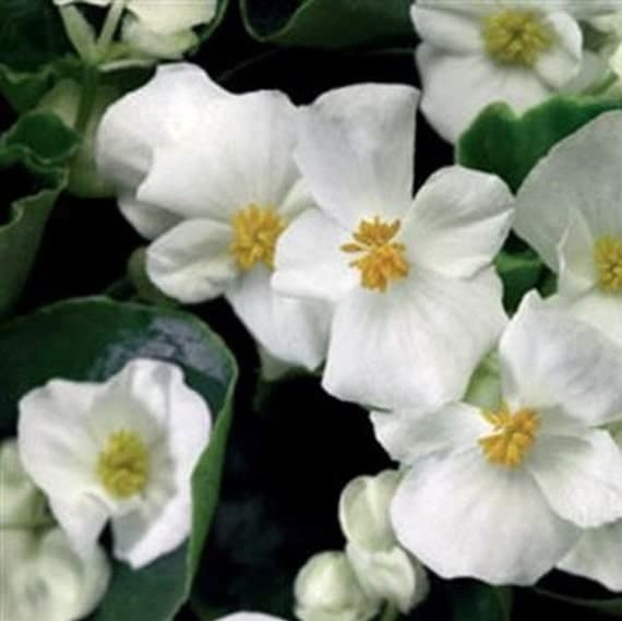 Begonia Cocktail Whiskey Flower Seeds Begonia x