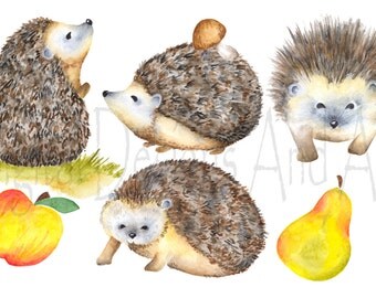 Watercolor hedgehog clipart, porcupine clipart, Forest animal clipart, Woodland Animal clipart, Animals illustration, Hedgehog illustration