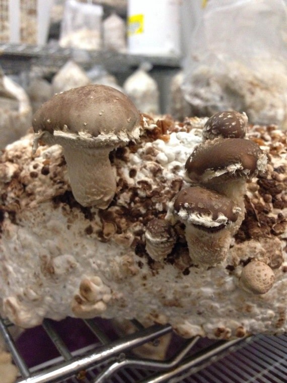 Items similar to Shiitake Mushroom Grow Kit, DIY Shiitake Mushrooms