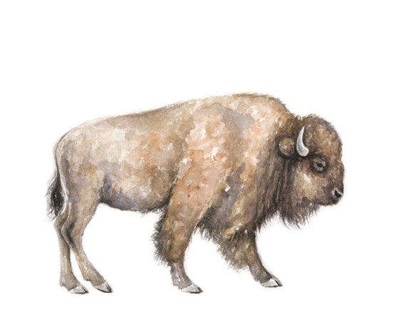 Buffalo Watercolor print buffalo Painting Southwestern