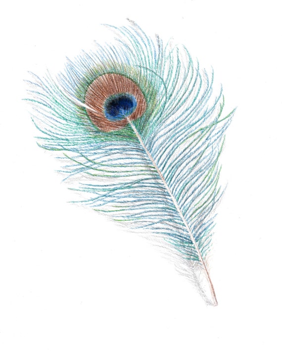 Feather Drawing Peacock Feather Feather Art Feather Pencil
