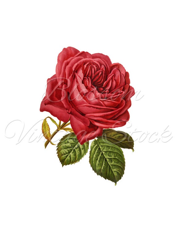 Rose PNG Vintage Rose Clipart Red Rose Digital Image