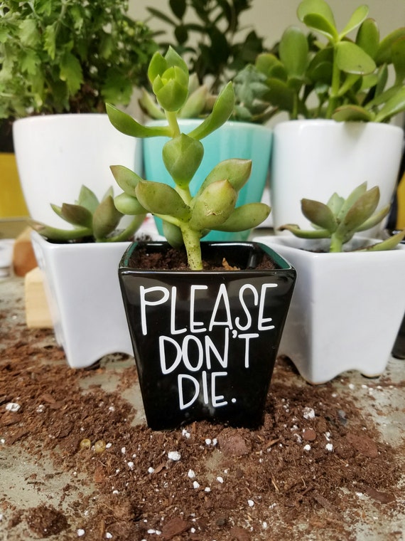 Please Don't Die Mini Planter Hand Lettered Succulent