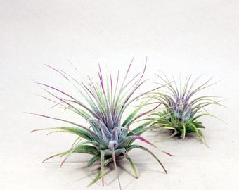 Tillandsia Ionantha // Air Plant // Hello Tilly Airplant