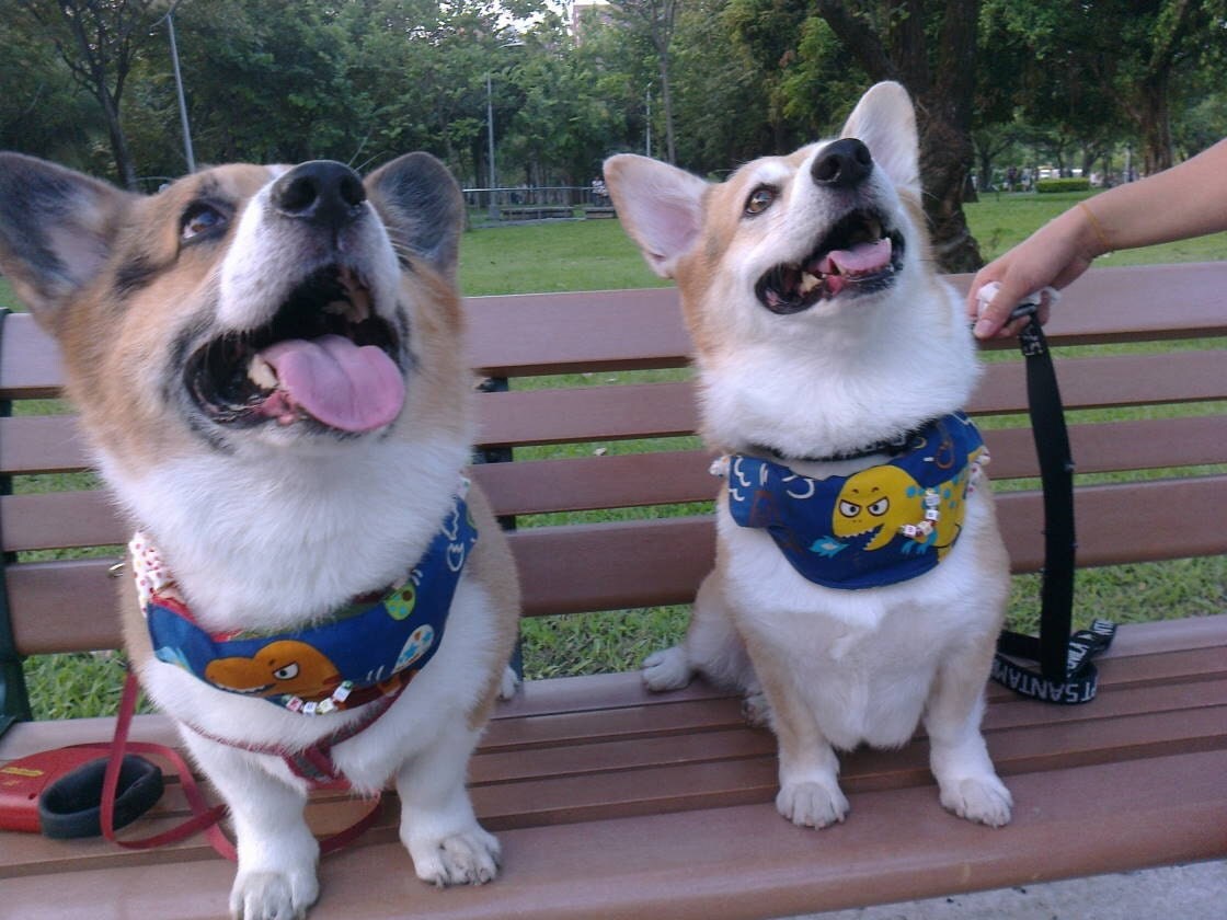 Dog ice pack bib with Stegosaurus dinosaur on black Pet cold