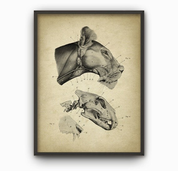 Lion Head Anatomy Poster 1 Lion Skull Illustration Print