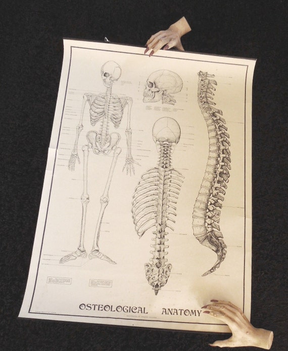 Items similar to Hanging Medical Art - Wall Decor Human Skeleton ...