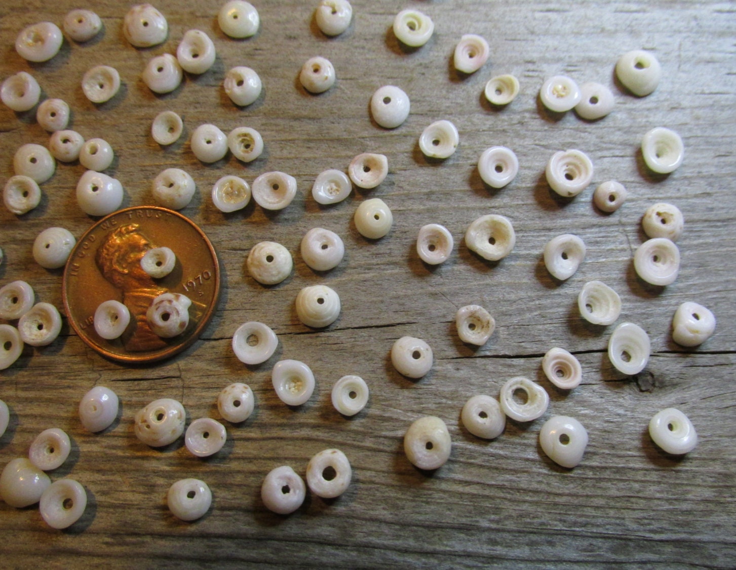 100 Little Puka Shells about 4mm to 7mm in diameter Vintage