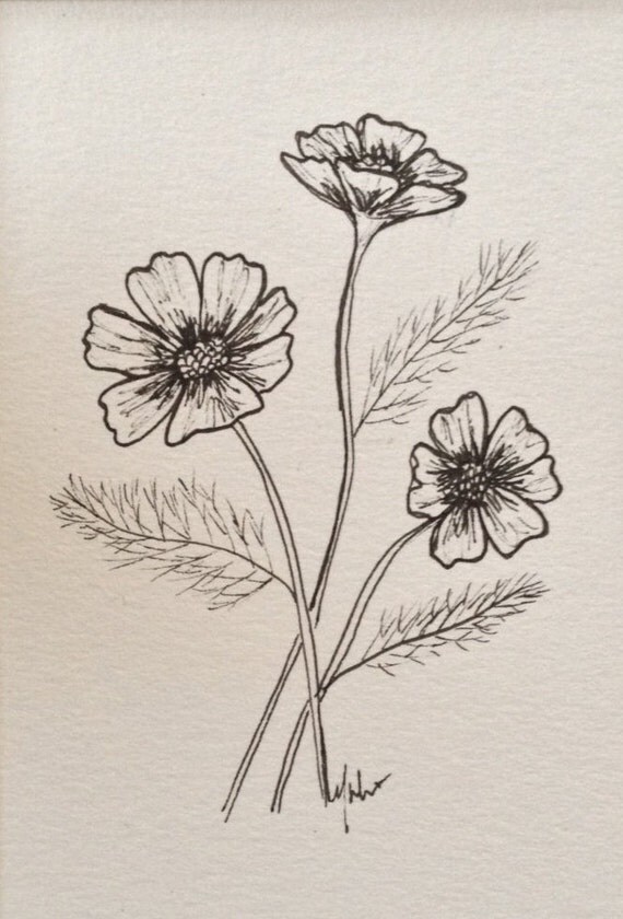 Cosmos Botanical Illustration Original ink Floral