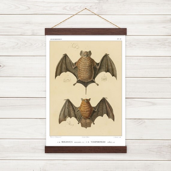 Vintage Bats Illustration Reproduction Canvas Print W/