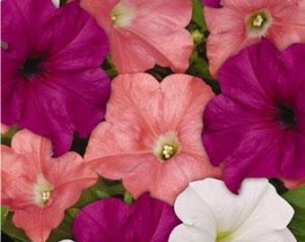 25 Pelleted Seeds Easy Wave Gelato Mix Pelleted Petunia Seeds