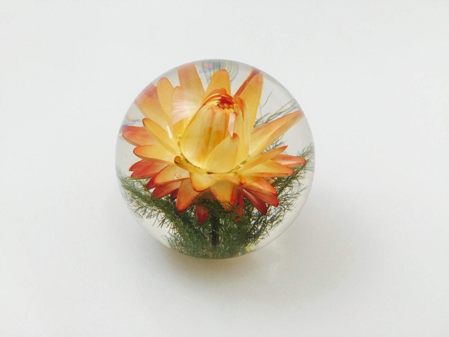 Hafod Grange Paperweights Made In England. Yellow Strawflower