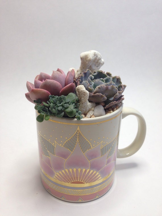 Coffee Mug Succulent Arrangement by InsaneSucculents on Etsy