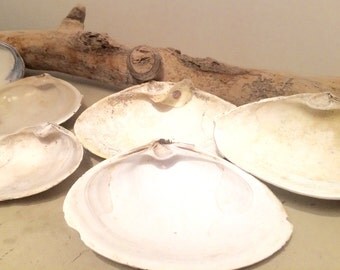6 Extra Large Clam Shells Atlantic Surf Sea Clams from Cape Cod 3.5-6.5 Inches Crafts Vanity Shell Dish Ocean Decor Coastal Theme Favors