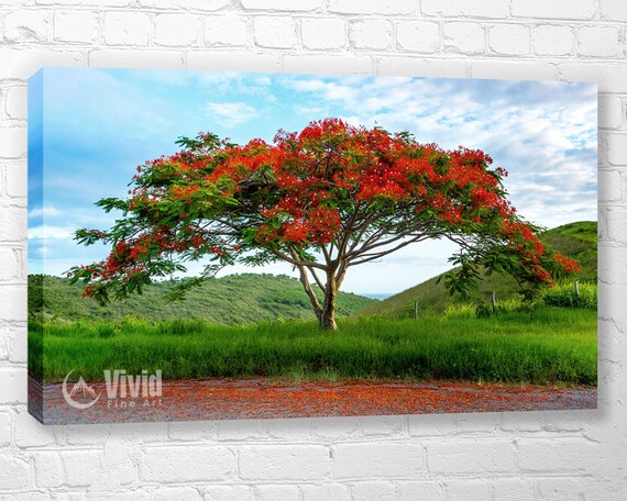 Flamboyant Tree Canvas art print Landscape Photography Tree