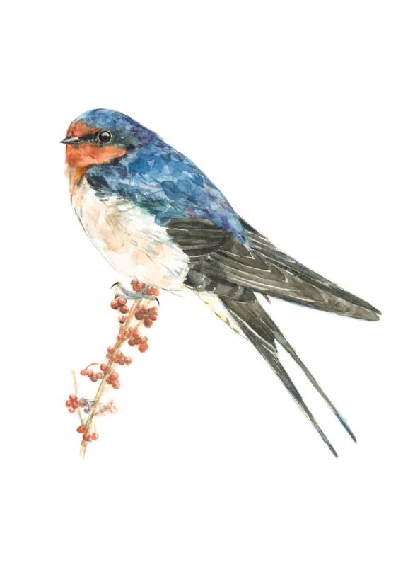 Barn Swallow watercolor painting bird watercolor painting