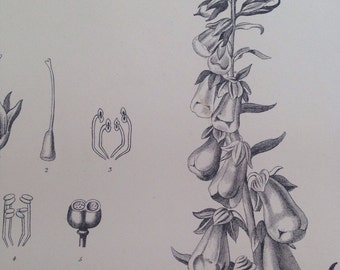 1875 Botanical print - Purple Foxglove - nature - wall decor - home decor - matted and ready to frame - 14 x 11 inches