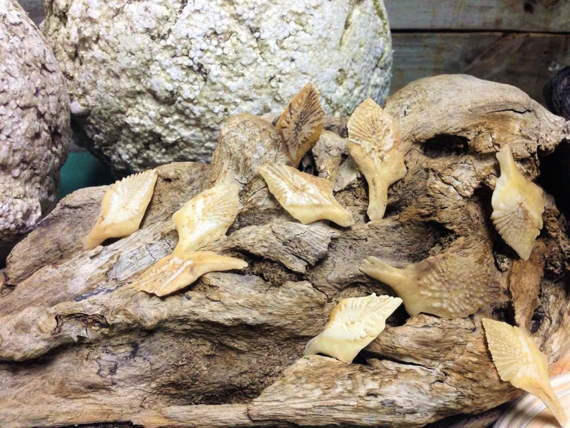 SUPPLIES Gar Bone Scales Real Taxidermy Genuine Bones for