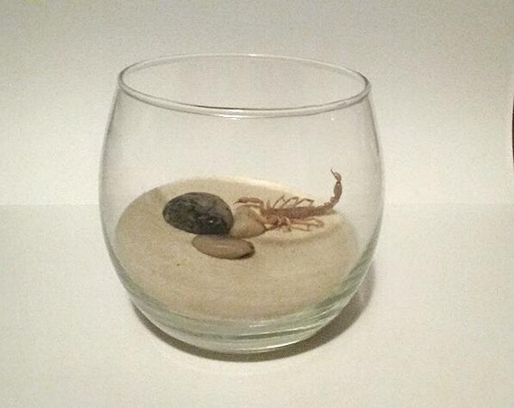 My Pet (Dead) Scorpion - Build Your Own Terrarium Kit One Of A Kind Morbid Gift