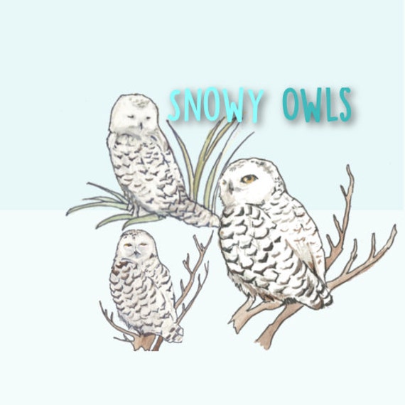snowy owl clip art - photo #48