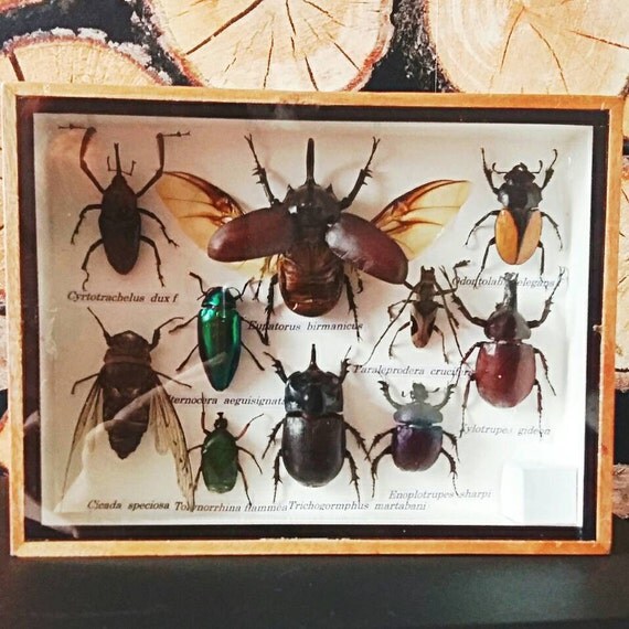 Insect display case taxidermy entomology by Chupacabrauk on Etsy