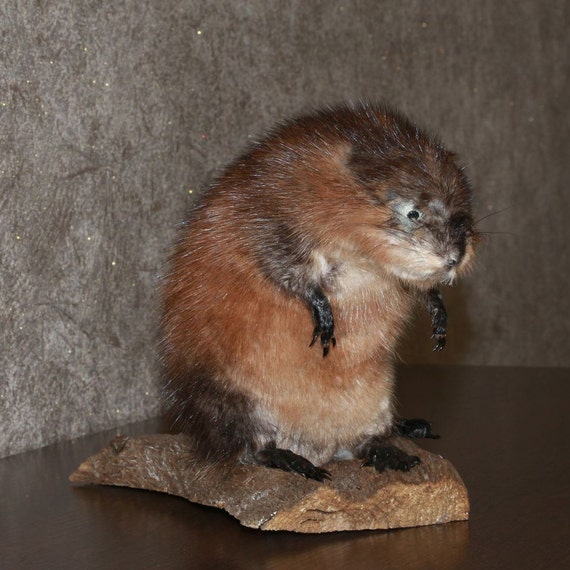 stuffed beaver taxidermy for sale