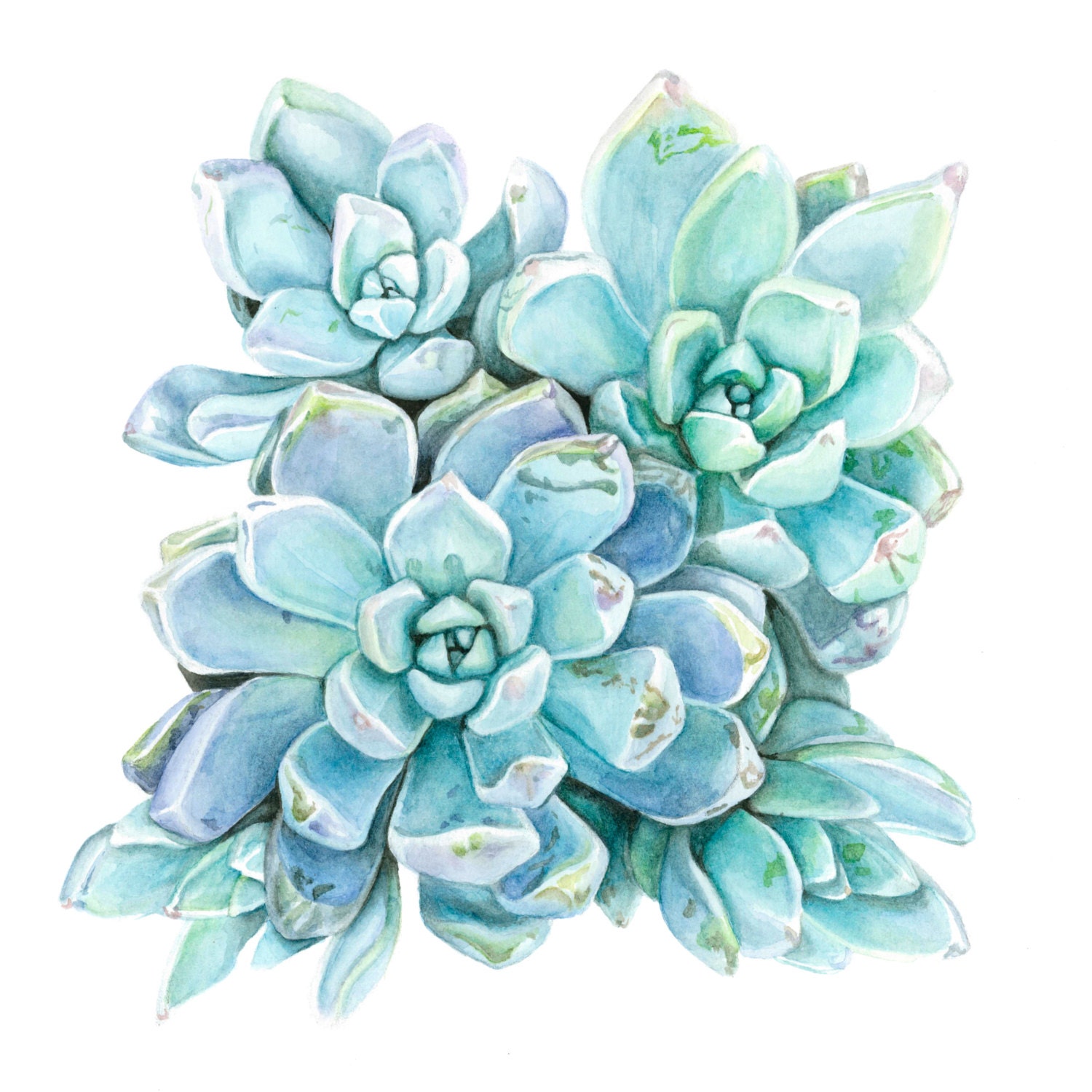 Succulent Watercolor Print Blue Graptopetalum