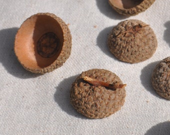 50 Acorn Caps, Real Acorn Caps, Acorn Tops, Natural Acorn Caps for Nature Crafts, Acorn Caps for Vase Filler, Rustic Wedding