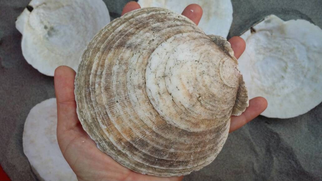Giant scallop shells set of 5