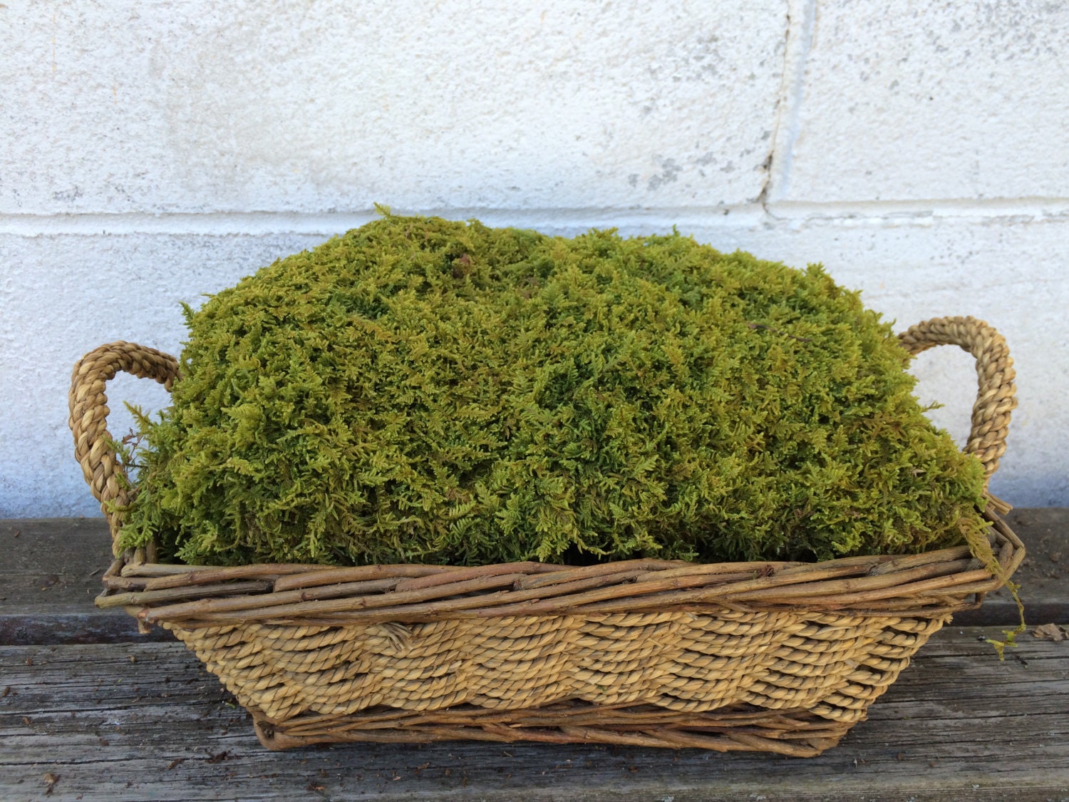 Moss Sheet Moss Feather Moss Terrariums Fairy Gardens