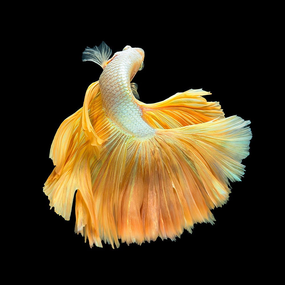 Golden Curve Golden Betta