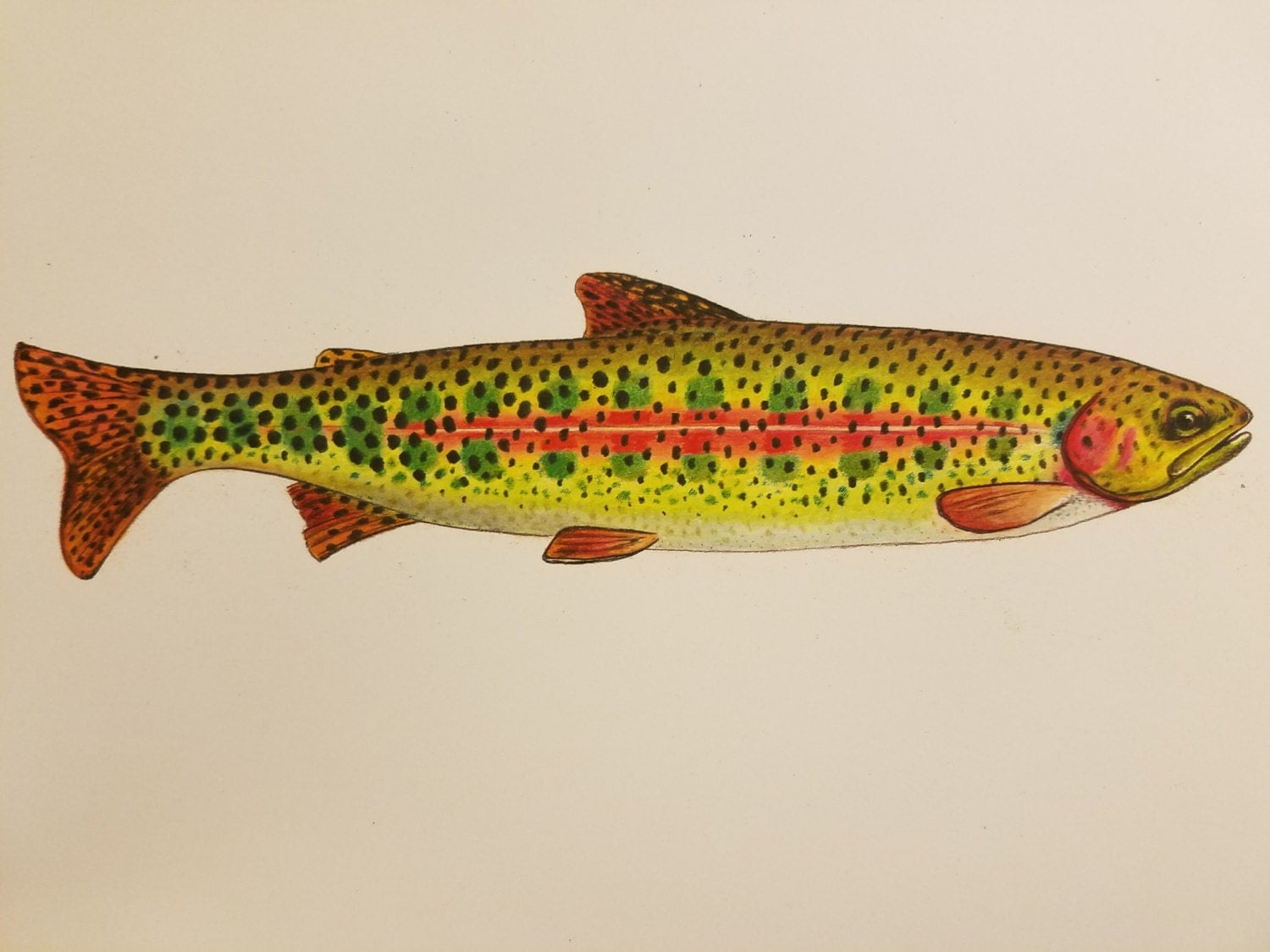 SMALL 8.5x11 Rainbow Trout Parr limited edition by Passionfortrout