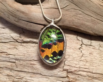 Real moth jewelry, real moth wing Necklace, sunset moth Pendant