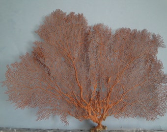 18" x 14" Large Natural Red Color Sea Fan Seashells Reef Coral